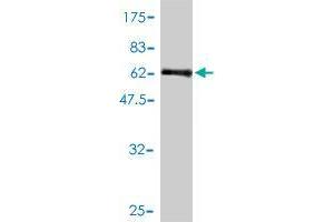 Western Blot detection against Immunogen (51. (LAT 抗体  (AA 1-233))