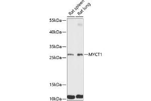 Western blot analysis of extracts of various cell lines, using MYCT1 antibody (ABIN7268717) at 1:3000 dilution.