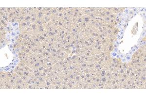 Detection of ARG in Mouse Liver Tissue using Polyclonal Antibody to Arginase (ARG) (ARG 抗体  (AA 1-323))
