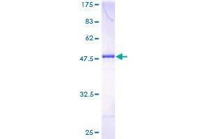 DYDC1 Protein (AA 1-177) (GST tag)