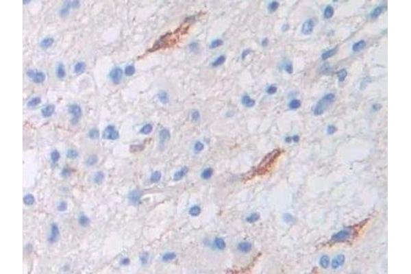 Permeability Glycoprotein 抗体  (AA 394-672)