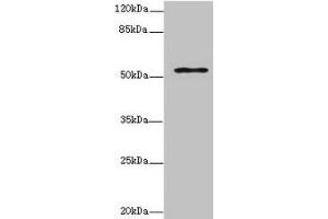 Western blot All lanes: ZNF610 antibody at 7 μg/mL + MCF-7 whole cell lysate Secondary Goat polyclonal to rabbit IgG at 1/10000 dilution Predicted band size: 54, 49 kDa Observed band size: 54 kDa