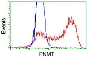 HEK293T cells transfected with either RC206586 overexpress plasmid (Red) or empty vector control plasmid (Blue) were immunostained by anti-PNMT antibody (ABIN2454522), and then analyzed by flow cytometry. (PNMT 抗体)