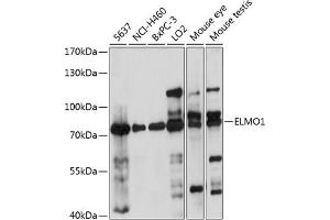 Western blot analysis of extracts of various cell lines, using ELMO1 antibody  at 1:1000 dilution. (ELMO1 抗体  (AA 527-727))