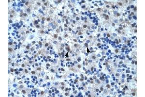 CDC25B antibody was used for immunohistochemistry at a concentration of 4-8 ug/ml to stain Hepatocytes (arrows) in Human Liver. (CDC25B 抗体  (N-Term))