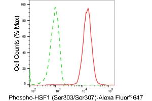 Flow cytometric analysis of Phospho-HSF1 (Ser303/Ser307) expression in HepG2 cells using Phospho-HSF1 (Ser303/Ser307) antibody (ABIN7798864), 1:2,000). (Recombinant HSF1 抗体  (pSer303, pSer307))