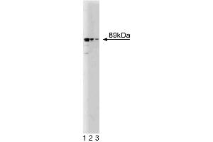 Western blot analysis of Mint3 on a RSV-3T3 cell lysate. (APBA3 抗体  (AA 63-185))