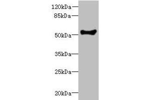 Western blot All lanes: COCH antibody at 1. (COCH 抗体  (AA 20-260))
