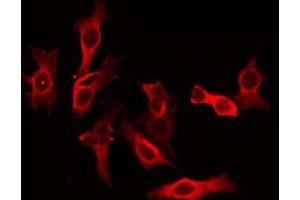 ABIN6275353 staining Hela by IF/ICC. (PEX10 抗体  (Internal Region))