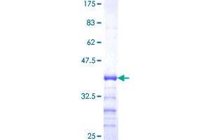 Image no. 1 for Protein Phosphatase 1, Regulatory (Inhibitor) Subunit 2 (PPP1R2) (AA 1-100) protein (GST tag) (ABIN1315980) (PPP1R2 Protein (AA 1-100) (GST tag))