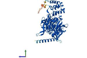 Protein Structure (PS) image for Kelch-like protein 41 (KLHL41) (AA 1-606) protein (His tag) (ABIN7561959)