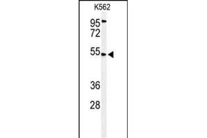 Western blot analysis of CB Antibody (N-term) (ABIN653635 and ABIN2842984) in K562 cell line lysates (35 μg/lane). (CBAA1 (AA 52-81), (N-Term) 抗体)