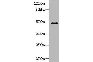 Western blot All lanes: IP6K2 antibody at 3. (IP6K2 抗体  (AA 1-180))