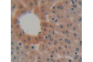 IHC-P analysis of liver tissue, with DAB staining. (MBL2 抗体  (AA 19-244))
