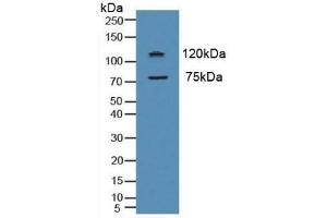 Western blot analysis of Human HeLa cells. (Myeloperoxidase 抗体  (AA 134-263))