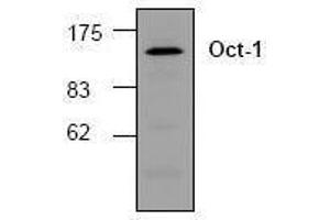 Image no. 1 for anti-POU Domain, Class 2, Transcription Factor 1 (POU2F1) antibody (ABIN155078) (POU2F1 抗体)