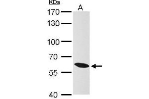 WB Image KPNA4 antibody [C3], C-term detects KPNA4 protein by Western blot analysis. (KPNA4 抗体  (C-Term))
