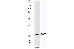 Transfected HBX cells probed with Anti-EGFP Polyclonal Antibody, Unconjugated  at 1:5000 90min in 37˚C. (eGFP 抗体  (AA 1-238))