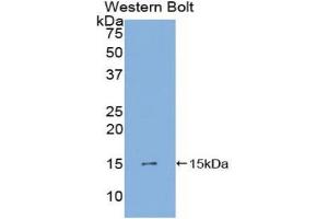 Western blot analysis of the recombinant protein. (PDGF-AA Homodimer (AA 90-190) 抗体)