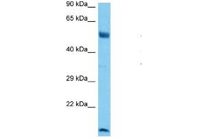 Host:  Mouse  Target Name:  RUNX1  Sample Tissue:  Mouse Brain  Antibody Dilution:  1ug/ml (RUNX1 抗体  (N-Term))