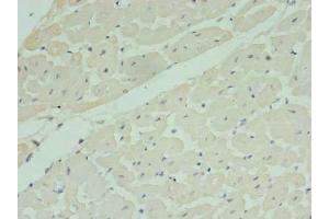 Immunohistochemistry of paraffin-embedded human heart tissue using ABIN7142399 at dilution of 1:100 (MRPL33 抗体  (AA 1-65))