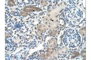 Image no. 1 for anti-Distal-Less Homeobox Protein 2 (DLX2) (AA 238-287) antibody (ABIN203372) (DLX2 抗体  (AA 238-287))