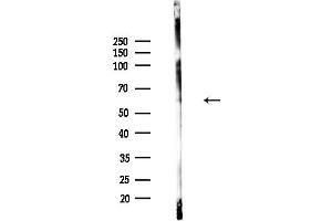 Western blot analysis of lysates from Hela cells(heat-shock,45 min treatment), using Phospho-CDC25B (Ser353) Antibody at 1/1000 dilution.