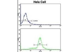 Flow cytometric analysis of hela cells using SRP72 Antibody (Center)(bottom histogram) compared to a negative control cell (top histogram). (SRP72 抗体  (AA 119-148))