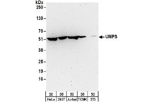 Western Blotting (WB) image for anti-Uridine Monophosphate Synthetase (UMPS) (AA 430-480) antibody (ABIN7449854)