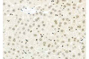 ABIN6264970 and ABIN6273316 at 1/100 staining Mouse liver tissue by IHC-P. (Seladin 1 抗体  (N-Term))