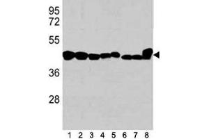 Western blot analysis of b-Actin antibody in 1) K562, 2) HL-60, 3) HeLa cell line, and mouse tissues 4) spleen, 5) liver, 6) mouse NIH3T3 cell lysate, 7) mouse cerebellum and 8) mouse brain tissue lysate (beta Actin 抗体)