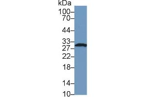 Western Blot; Sample: Human Hela cell lysate; Primary Ab: 1µg/ml Rabbit Anti-Mouse FKBP3 Antibody Second Ab: 0. (FKBP3 抗体  (AA 2-224))