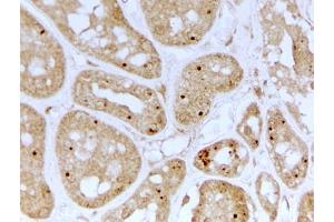 ABIN5539746 (2µg/ml) staining of paraffin embedded Human Kidney. (NOLC1 抗体  (Internal Region))