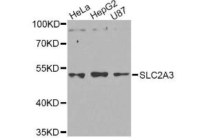 Western blot analysis of extracts of various cell lines, using SLC2A3 Antibody (ABIN5974794) at 1/1000 dilution. (SLC2A3 抗体)