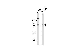 Western blot analysis of lysates from Hela cell line, rat liver tissue lysate(from left to right), using NFIA Antibody (C-term) (ABIN6242497 and ABIN6577766). (NFIA 抗体  (C-Term))