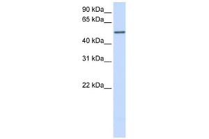 CYP3A43 antibody used at 1 ug/ml to detect target protein. (CYP3A4 抗体  (Middle Region))