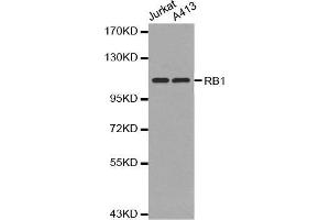 Western blot analysis of Jurkat cell and A431 cell using RB1 antibody.