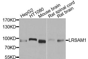 Western blot analysis of extracts of various cell lines, using LRSAM1 antibody. (LRSAM1 抗体)