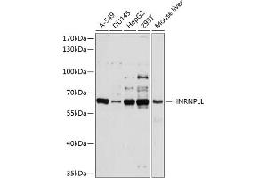 Western blot analysis of extracts of various cell lines, using HNRNPLL antibody (ABIN6131764, ABIN6141923, ABIN6141924 and ABIN6214588) at 1:1000 dilution. (HNRPLL 抗体  (AA 250-350))