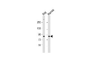 All lanes : Anti-IKBKE Antibody  at 1:1000 dilution Lane 1: Raji whole cell lysate Lane 2: Ramos whole cell lysate Lysates/proteins at 20 μg per lane. (IKKi/IKKe 抗体  (C-Term))
