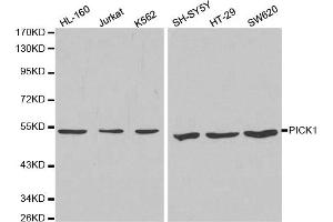 Western blot analysis of extracts of various cell lines, using PICK1 antibody (ABIN5970713) at 1/1000 dilution. (PICK1 抗体)