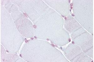 Anti-TEF antibody IHC staining of human skeletal muscle. (TEF 抗体  (N-Term))