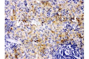 PF4 was detected in paraffin-embedded sections of rat spleen tissues using rabbit anti- PF4 Antigen Affinity purified polyclonal antibody (Catalog # ) at 1 ? (PF4 抗体  (AA 30-105))