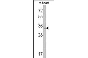 Western blot analysis of MLF1 Antibody (N-term) (ABIN390672 and ABIN2840967) in mouse heart tissue lysates (35 μg/lane).