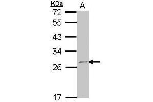 WB Image Sample (30 ug of whole cell lysate) A: 293T 12% SDS PAGE antibody diluted at 1:1000 (RPL14 抗体)