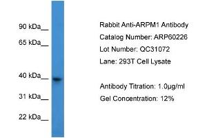 WB Suggested Anti-ARPM1  Antibody Titration: 0. (ARPM1 抗体  (N-Term))