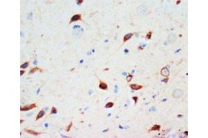 IHC-P: Secretogranin 3 antibody testing of rat brain tissue (SCG3 抗体  (C-Term))