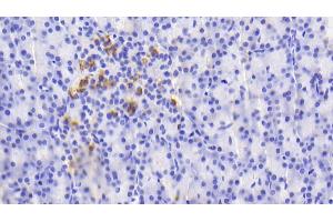 Detection of GDF5 in Human Pancreas Tissue using Polyclonal Antibody to Growth Differentiation Factor 5 (GDF5) (GDF5 抗体  (AA 382-501))