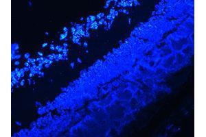 Immunofluorescence (IF) image for anti-Interleukin 17A (IL17A) antibody (ABIN1873195) (Interleukin 17a 抗体)