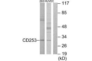 Western blot analysis of extracts from 293 cells and HUVEC cells, using CD253 antibody. (TRAIL 抗体  (Internal Region))